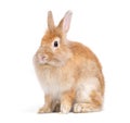 Adorable cute little red brown easter bunny isolated on white background. Portrait of furry beautiful rabbit. Royalty Free Stock Photo