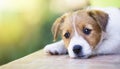 Adorable cute pet puppy thinking - dog therapy concept Royalty Free Stock Photo