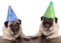 Adorable cute pug dog puppies singing and wearing birthday hat Royalty Free Stock Photo