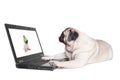 Adorable cute pug dog puppy lying down and looking at laptop isolated on white background