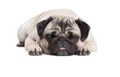 Adorable cute pug dog puppy lying down and making funny face isolated on white background Royalty Free Stock Photo