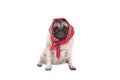 Adorable cute pug dog puppy with western scarf around head, looking like a babushka, isolated on white background