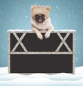 Adorable cute pug puppy dog with knitted hat, hanging with paws on blank blackboard sign with wooden frame on blue background with Royalty Free Stock Photo