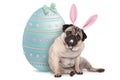 Adorable cute pug puppy dog sitting down next to pastel colored easter egg, wearing bunny ears and teeth Royalty Free Stock Photo