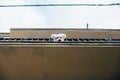 Cute little puppy looks out of balcony