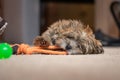 Adorable cute puppy playing with chew toy in apartment Royalty Free Stock Photo