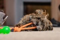 Adorable cute puppy playing with chew toy in apartment Royalty Free Stock Photo
