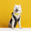 Adorable, cute, purebred Samoyed dog in waistcoat posing against yellow studio background