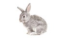 Adorable cute rabbit on white Royalty Free Stock Photo