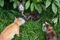 Adorable, cute, red, brown, gray, black four tricolor fluffy eat oatmeal from bowl near bush, cat walk and play in park