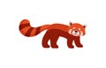 Adorable cute red panda cartoon character flat vector illustration isolated. Royalty Free Stock Photo