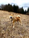 Adorable cute shiba inu doggie puppy smiling happy