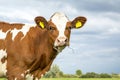 Cute silly cow with droopy eyes, blades of grass in her mouth, close up, and a blue cloudy sky