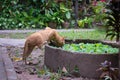 Adorable and cute stray ginger cat drinking water