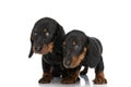 Adorable cute teckel dachshund puppies looking away in studio Royalty Free Stock Photo