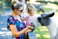 Adorable cute toddler girl and young mother feeding lama on a kids farm. Beautiful baby child petting animals in the zoo Royalty Free Stock Photo