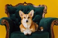 Adorable cute Welsh Corgi Pembroke lying on royal chair on yellow studio background. Most popular breed of Dog Royalty Free Stock Photo