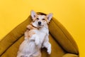 Adorable cute Welsh Corgi Pembroke sleeping and relaxing in dog bed on yellow studio background. Most popular breed of Dog. Royalty Free Stock Photo