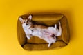 Adorable cute Welsh Corgi Pembroke sleeping and relaxing in dog bed on yellow studio background. Most popular breed of Dog. Royalty Free Stock Photo