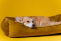 Adorable cute Welsh Corgi Pembroke sleeping and relaxing in dog bed on yellow studio background. Most popular breed of Dog. Royalty Free Stock Photo