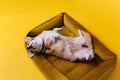 Adorable cute Welsh Corgi Pembroke sleeping and relaxing in dog bed on yellow studio background. Most popular breed of Dog. Royalty Free Stock Photo