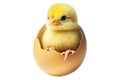 Adorable cute yellow chick emerging from cracked brown eggshell isolated on white background. Royalty Free Stock Photo