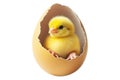 Adorable cute yellow chick emerging from cracked brown eggshell isolated on white background. Royalty Free Stock Photo
