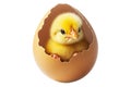 Adorable cute yellow chick emerging from cracked brown eggshell isolated on white background. Royalty Free Stock Photo