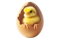Adorable cute yellow chick emerging from cracked brown eggshell isolated on white background. Royalty Free Stock Photo