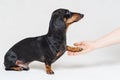 Adorable dachshund dog, black and tan, gives paw his owner closeup with human hand, isolated on gray background Royalty Free Stock Photo