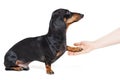 Adorable dachshund dog, black and tan, gives paw his owner closeup with human hand, isolated on white background Royalty Free Stock Photo