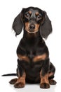 Adorable Dachshund dog looking to camera on a white background.. Generative AI