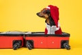 Adorable dachshund dog in Santa costume and hat, sunglasses is sitting in open suitcase, preparing to go on vacation for