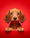 Adorable Dachshund Puppy with Big Eyes and Floppy Ears Posing Against Vibrant Red Background Heartwarming Image of a Cute Brown Royalty Free Stock Photo