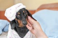 Adorable dachshund puppy in funny soft pajamas with hat just woke up in the morning, and still seating in bed with