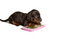 Adorable Dachshund puppy with phone isolated on white background Royalty Free Stock Photo