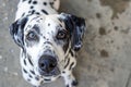 Adorable Dalmatian Dog with Brown Eyes Looking Up Waiting for Treat or Owner\'s Attention