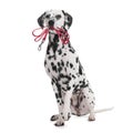 Adorable Dalmatian dog holding leash in mouth on white background Royalty Free Stock Photo