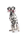 Adorable Dalmatian dog holding leash in mouth on white background Royalty Free Stock Photo