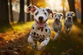 Adorable Dalmatian dogs playfully running outdoors on a sunny autumn day