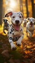 Adorable Dalmatian dogs playfully running outdoors on a sunny autumn day