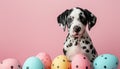 Adorable dalmatian puppy with Easter eggs in a basket. Copy space Royalty Free Stock Photo