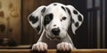 An Adorable Dalmatian Puppy Showcasing The Charm Of This Breed