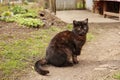 Adorable dark cat sitting on ground outdoors Royalty Free Stock Photo