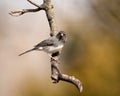 Adorable dark-eyed junco (Junco hyemalis) perched on the branch isolated on blurred background Royalty Free Stock Photo