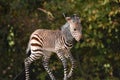 An adorable 3 day old zebra foal