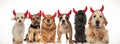 6 adorable devil dogs celebrating halloween Royalty Free Stock Photo