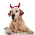 Adorable devil golden retriever lies and looks to side