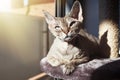 Adorable Devon Rex cat is sitting on a scratching post after having activity, using scratcher, relaxing.