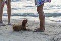 Adorable devoted dog looks at his owner on sand tropical beach near sea water on sunset, closeup. Happy girl and her pet play out Royalty Free Stock Photo